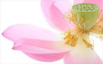 Thực tập yêu thương, hạnh phúc, an lạc để thành chân tăng